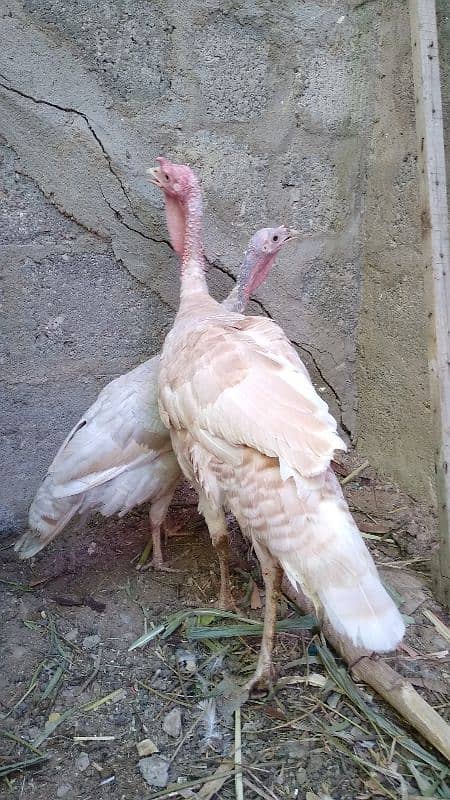 Turky adult piar & chiks 2