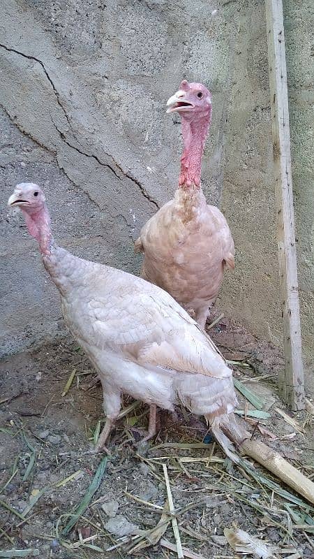 Turky adult piar & chiks 3