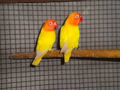 Lutino personata Top quality breeder pair