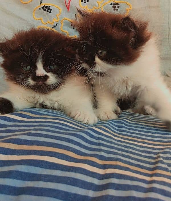 peki Punch face kittens 0