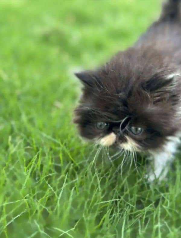 peki Punch face kittens 1