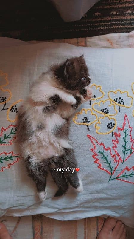 peki Punch face kittens 4