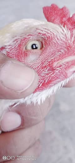 ۔۔ھیرا