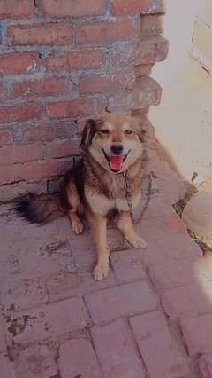 labra