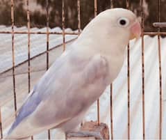 love bird’s parrots
