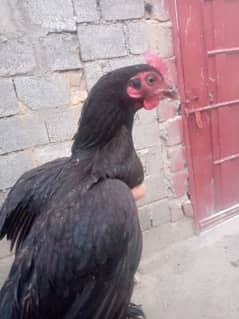 Begam murgiii ha high Quality. jis bahi ko samj ha rabtaa karyy