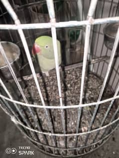 raw parrot