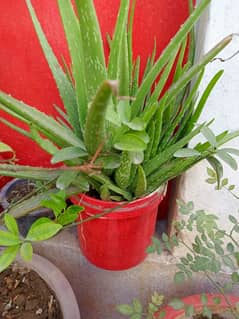 some outdoor & indoor plant looking for new home