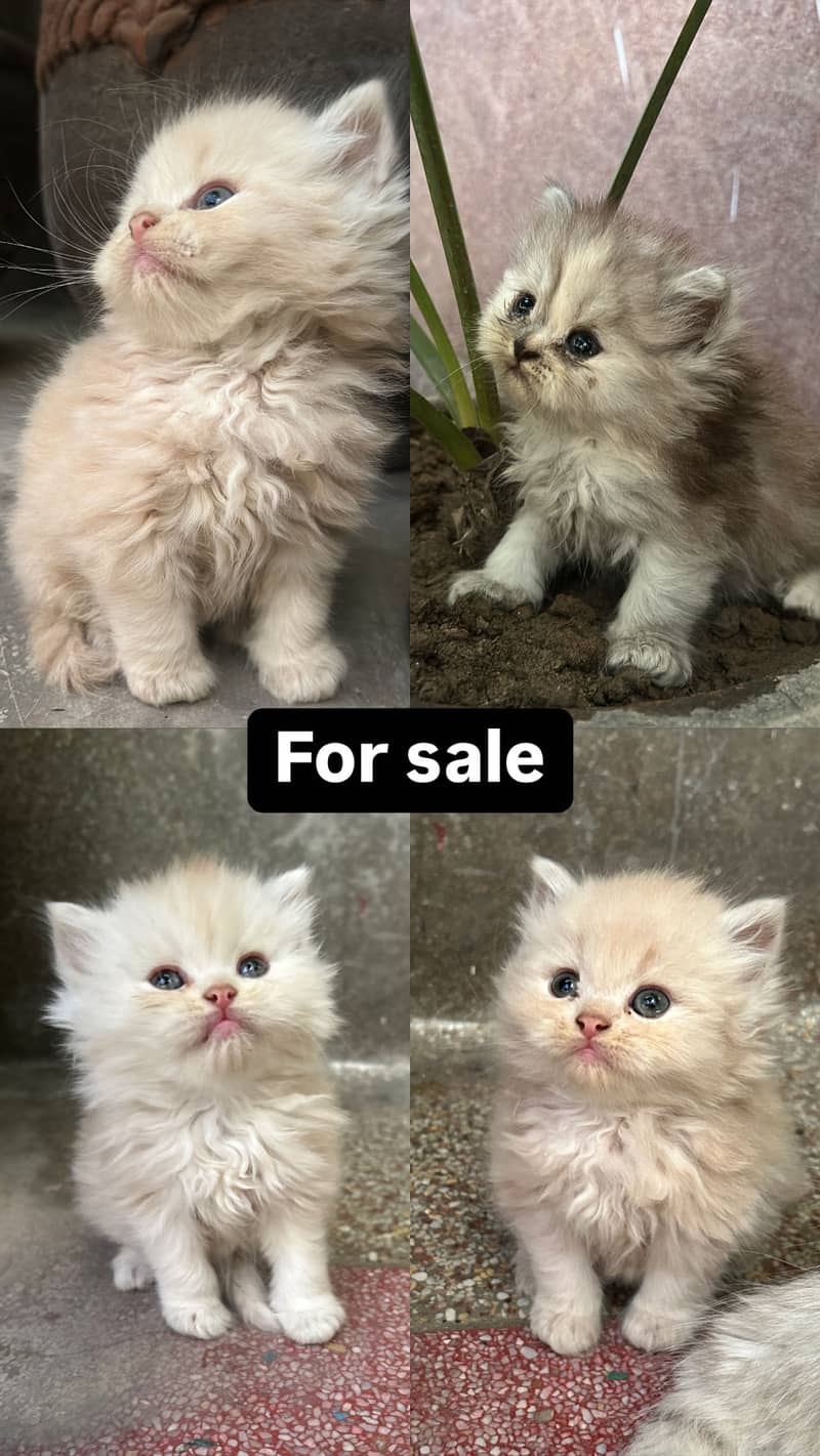 For sale 0