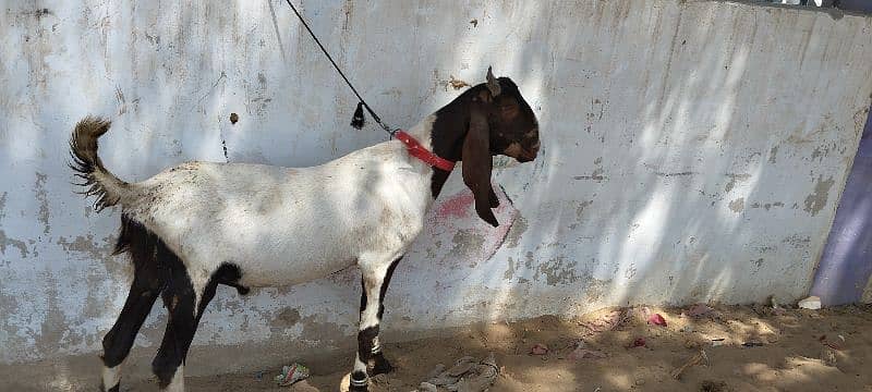 2 khassi Bakray available. 0