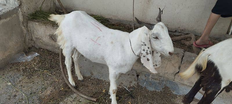 2 khassi Bakray available. 1