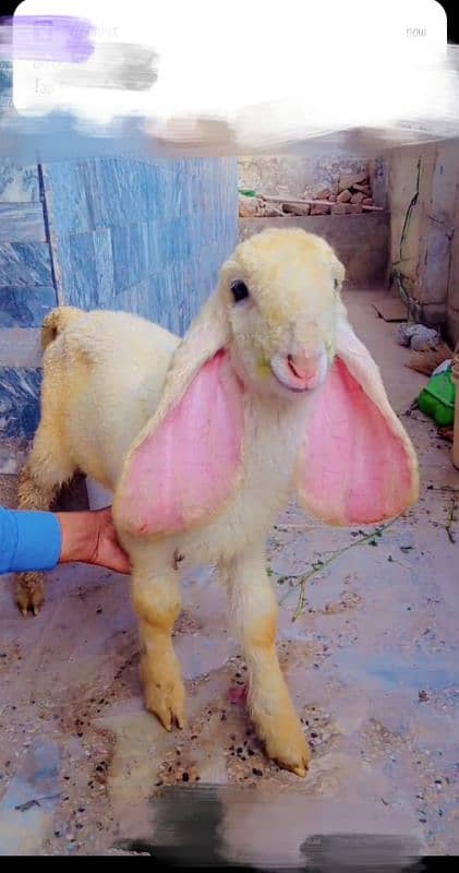 kajla chtra for sale he what's app number 03214050638 0