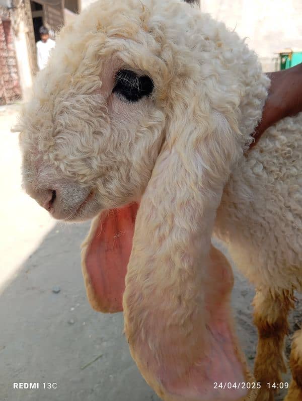 kajla chtra for sale he what's app number 03214050638 1