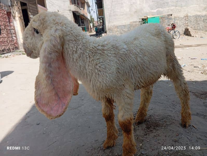 kajla chtra for sale he what's app number 03214050638 2