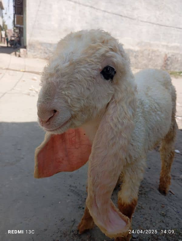 kajla chtra for sale he what's app number 03214050638 3
