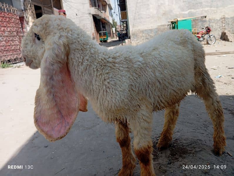kajla chtra for sale he what's app number 03214050638 4