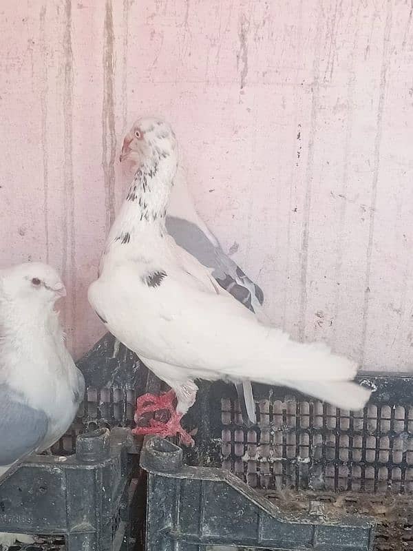 breeder female danish 0