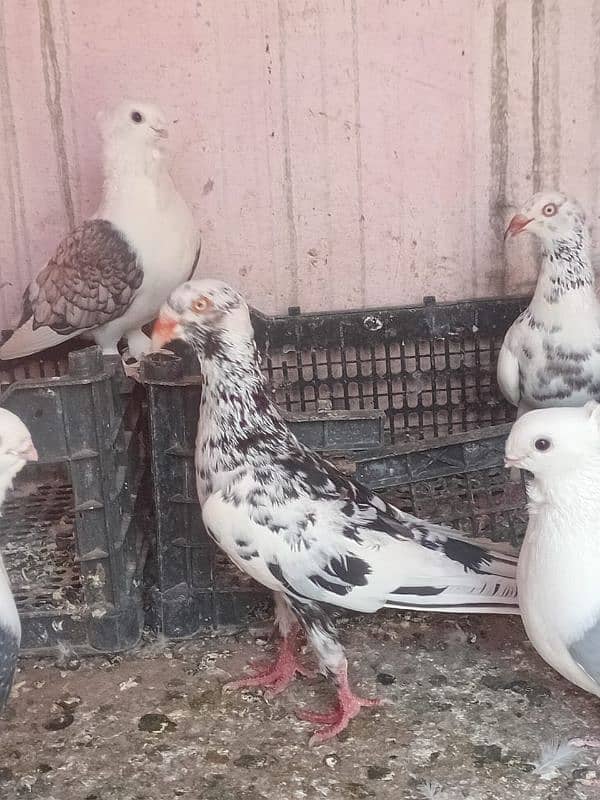 breeder female danish 1