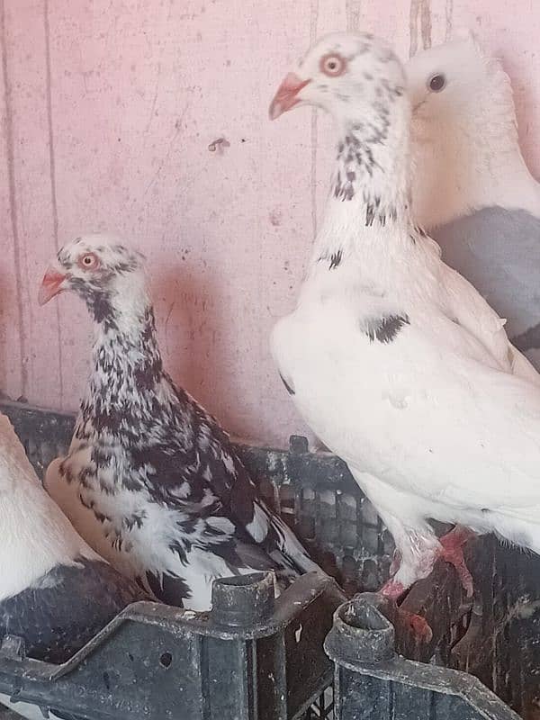 breeder female danish 3