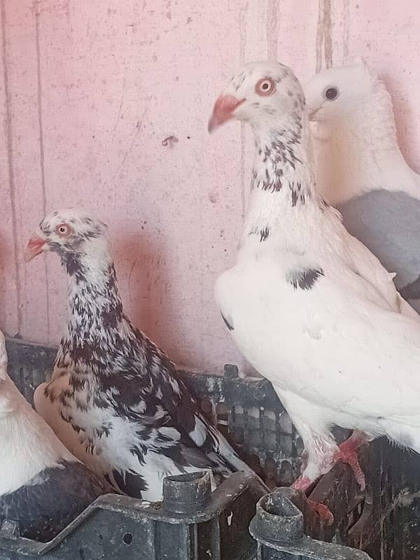 breeder female danish 4