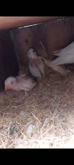 Albino red eyes , Albino split pair, 1 parblue female hai extra