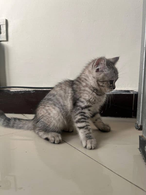 Persian white 0