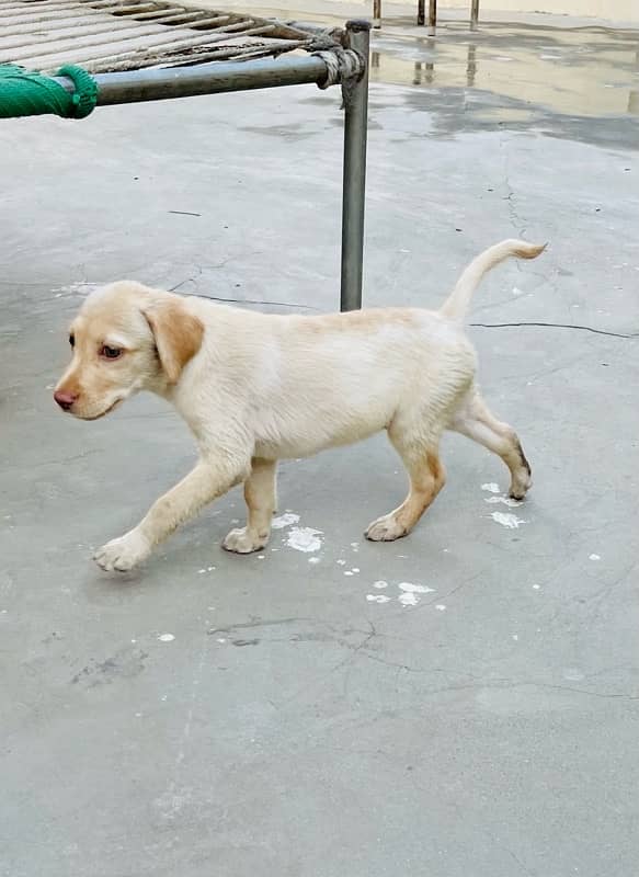 Labrodour puppy 1