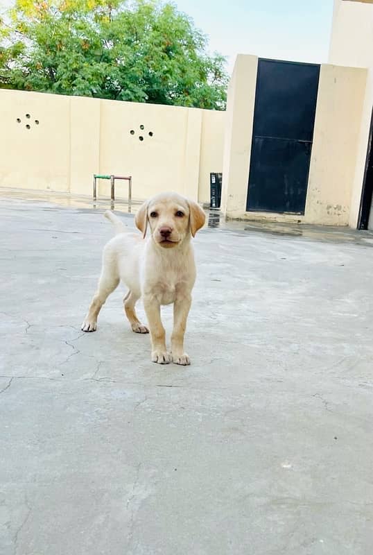 Labrodour puppy 0
