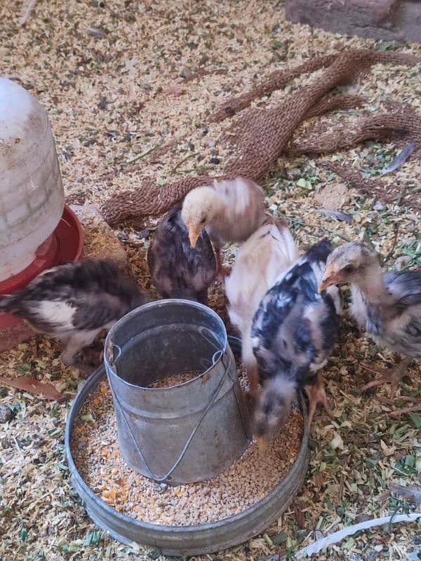 Aseel Heera chicks 0