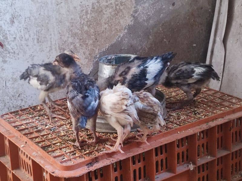 Aseel Heera chicks 1