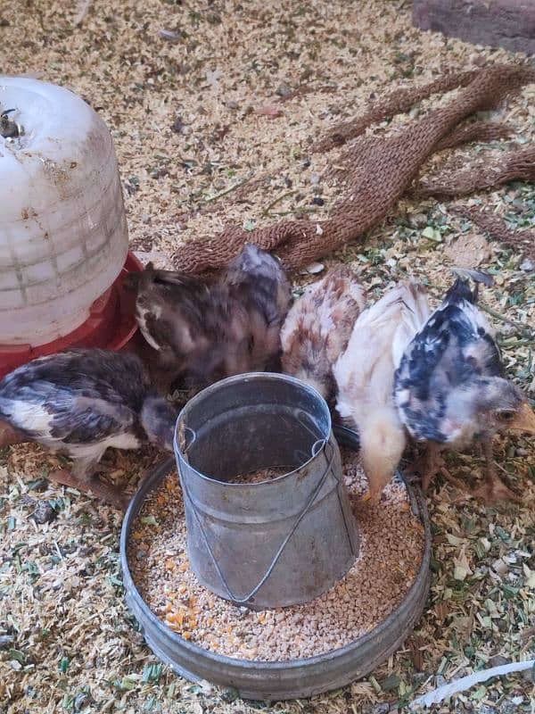 Aseel Heera chicks 2