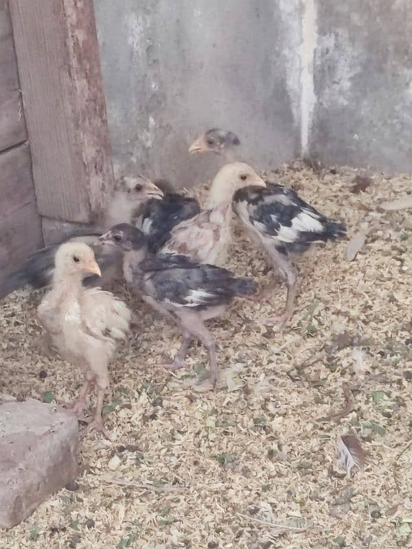 Aseel Heera chicks 3