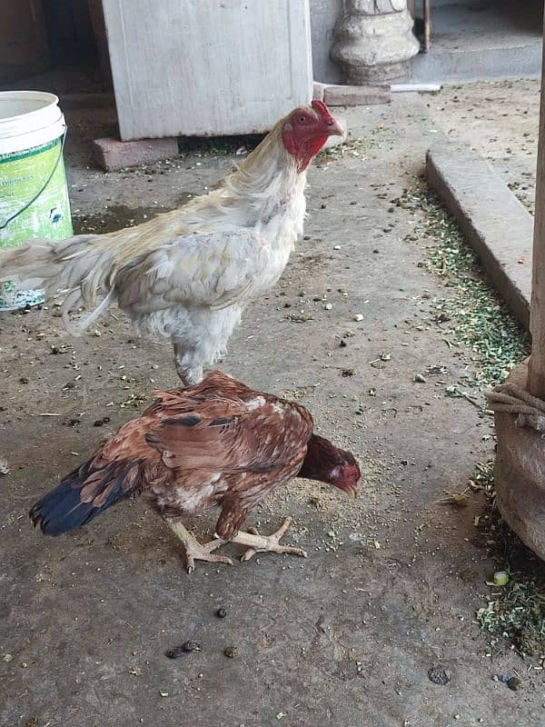 Aseel Heera chicks 4