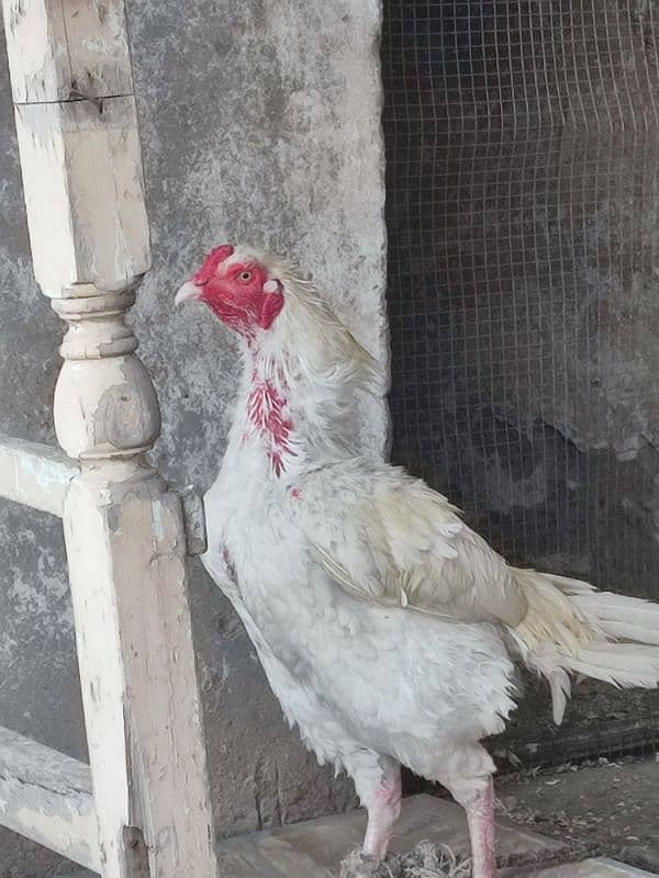 Aseel Heera chicks 5