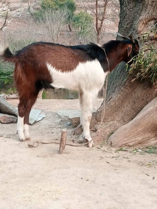 Desi bakra 0