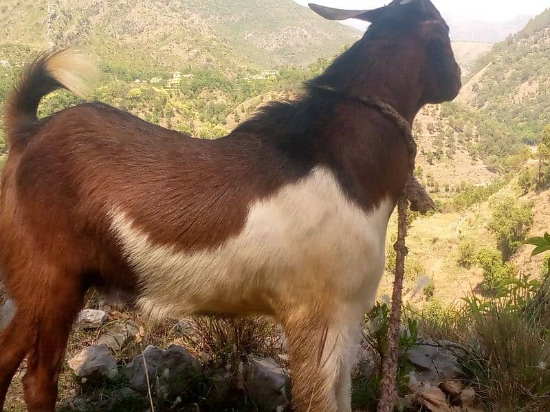 Desi bakra 1