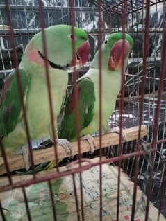 pair