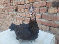 aseel Thai hen laying egg just in rupees 4000