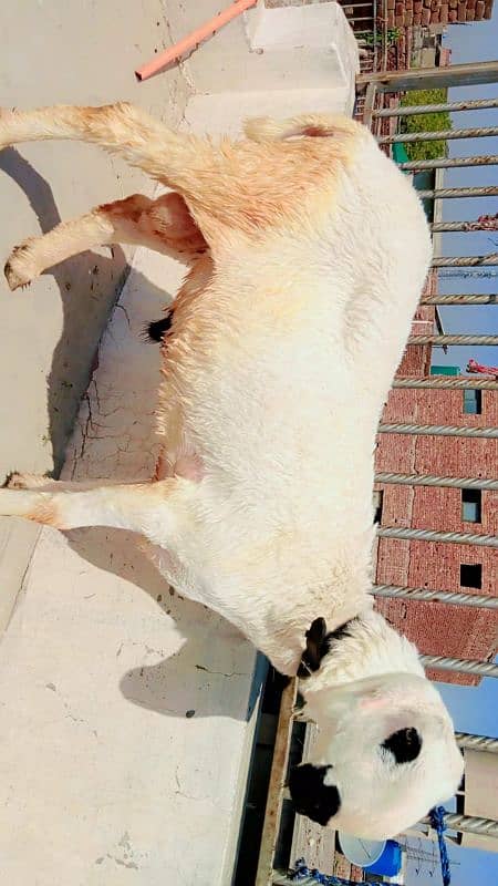 Mundra chatra 0