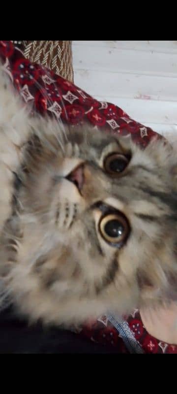 persian cats 0
