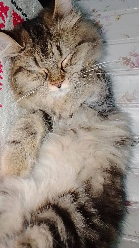 persian cats 1