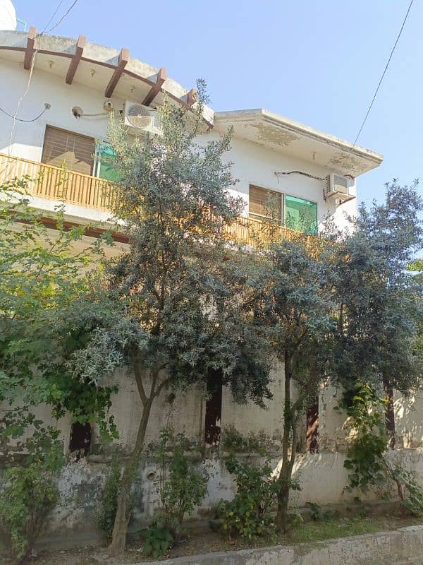 Oliv Plant/Mulberries Plant/Java Plum Plant 2