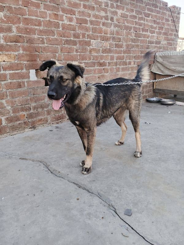 German shepherd + Gaddi Cross 0
