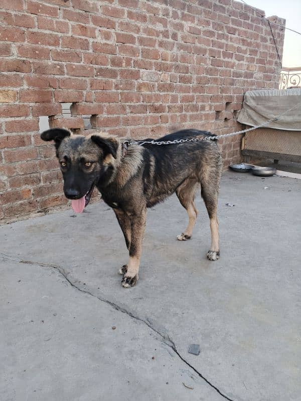German shepherd + Gaddi Cross 1