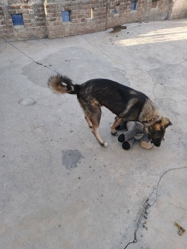 German shepherd + Gaddi Cross 3