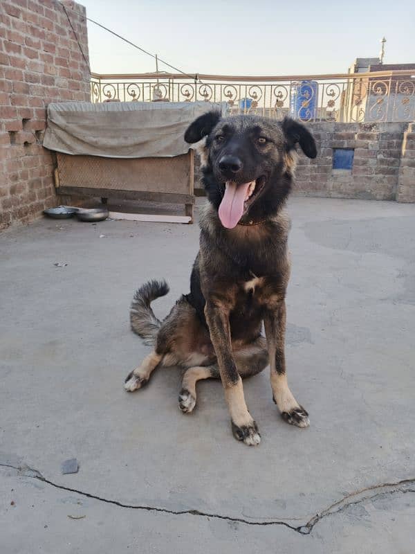German shepherd + Gaddi Cross 4