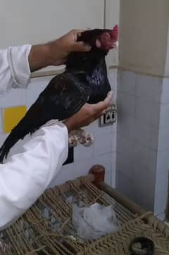 amroha