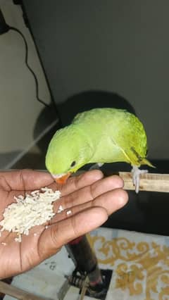 Ringneck self chik almost 3 months hony wali hai