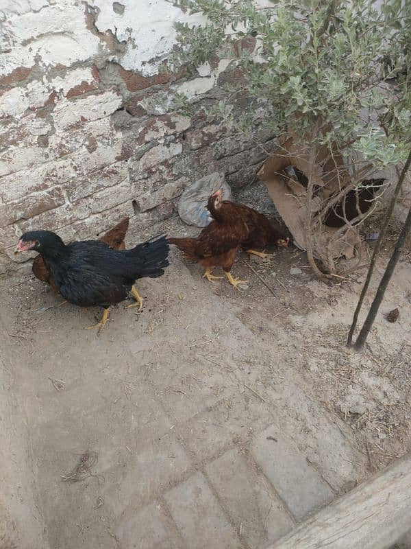 Lohman Brown Chicks 1