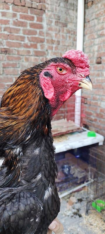 black shamo for sale 0